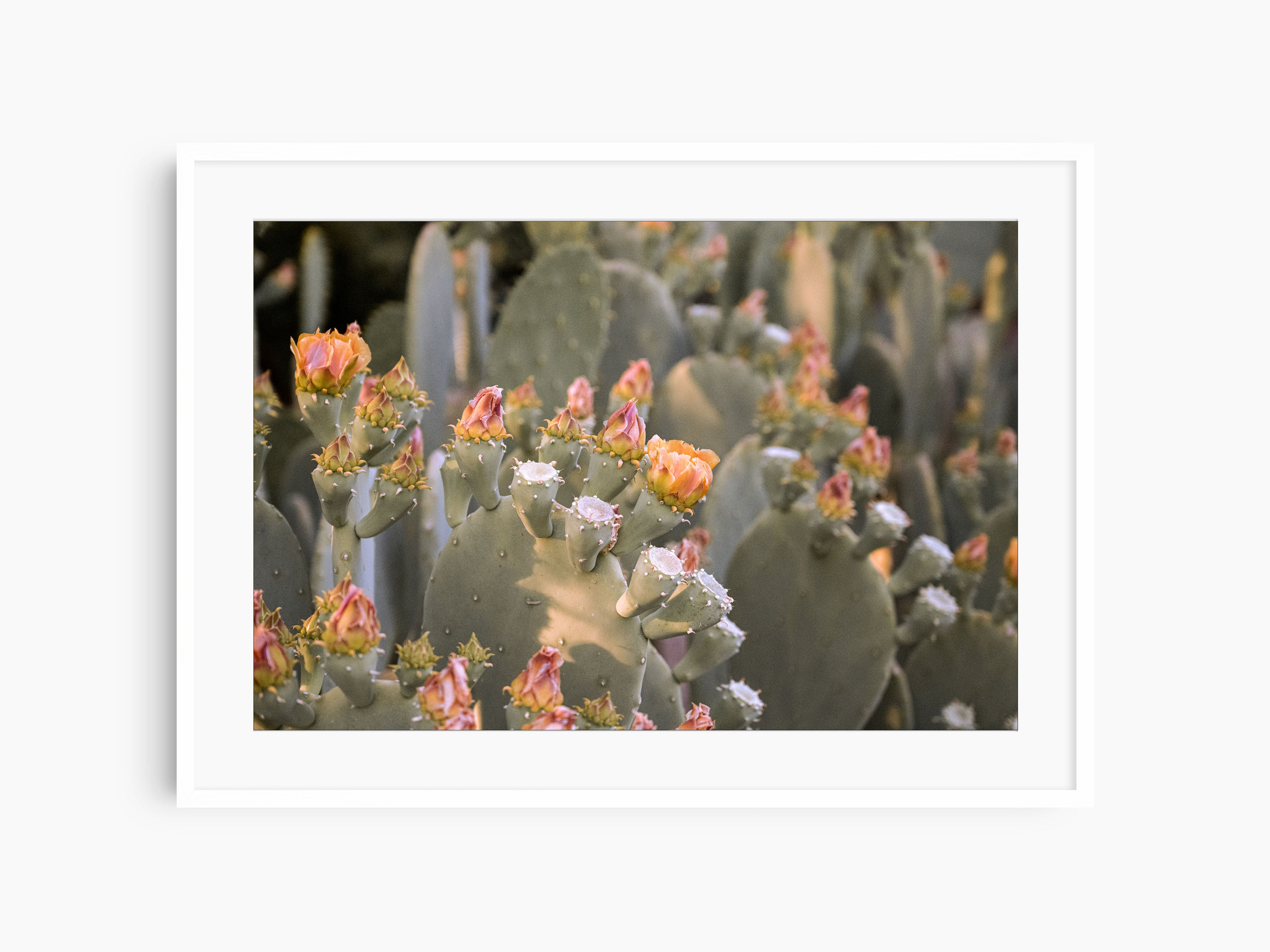 Desert Flowers