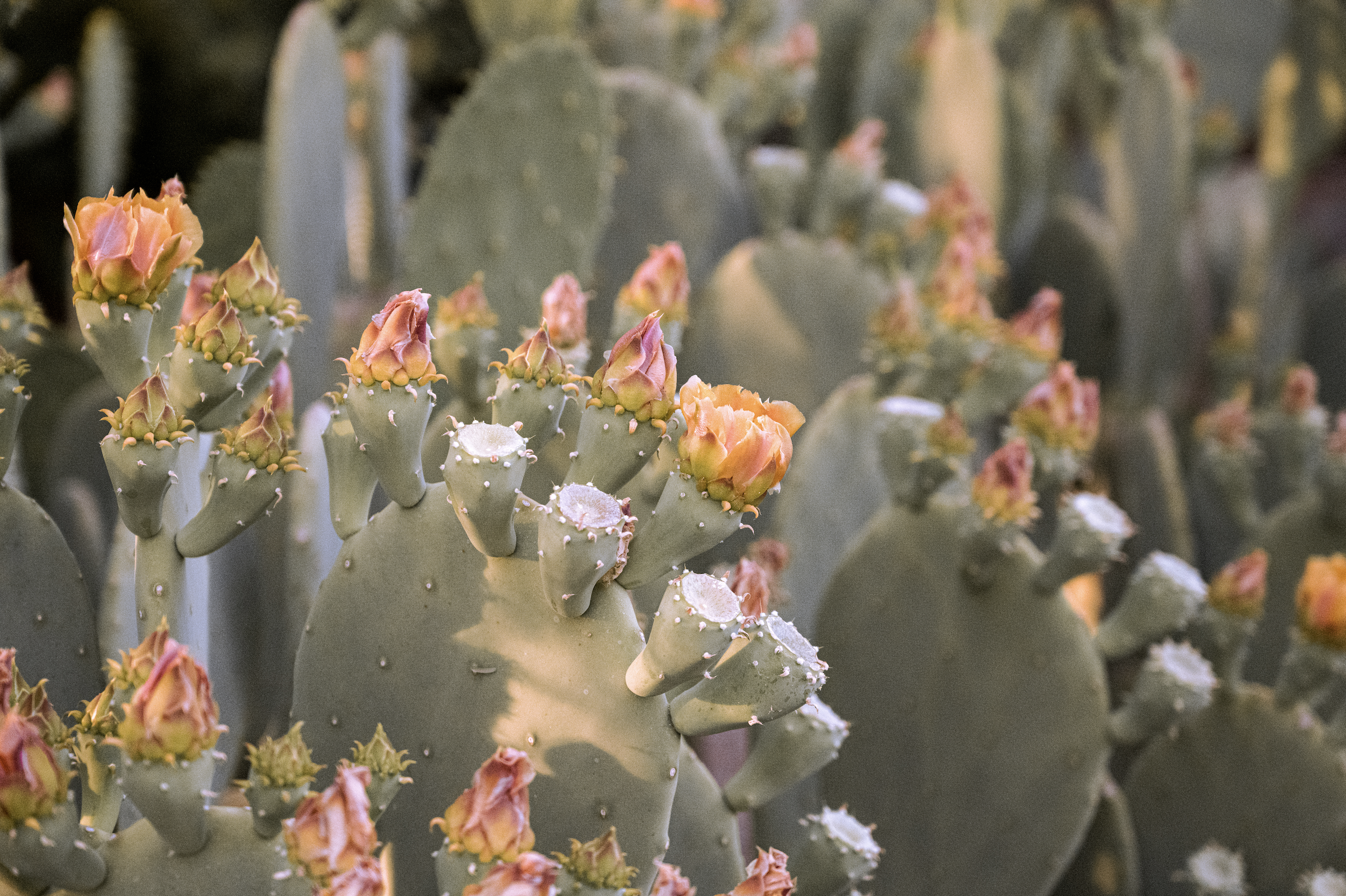 Desert Flowers