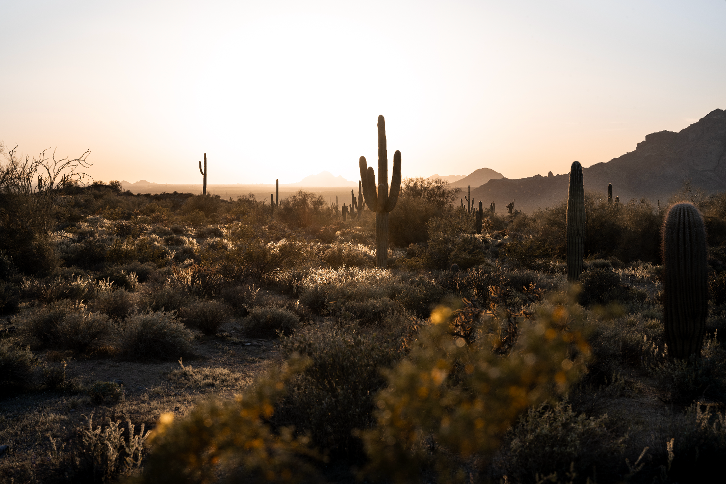 Desert Landscape