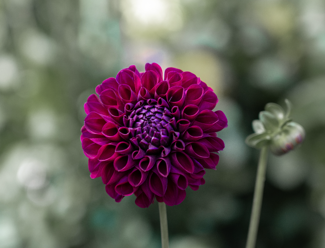 Dahlia To Remember