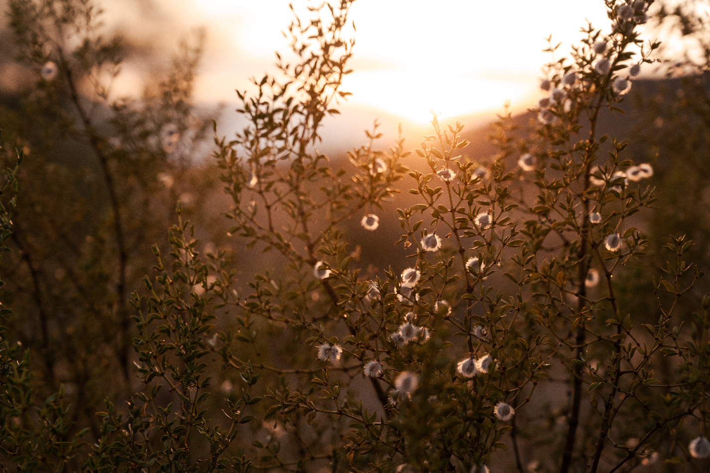 Natures Touch