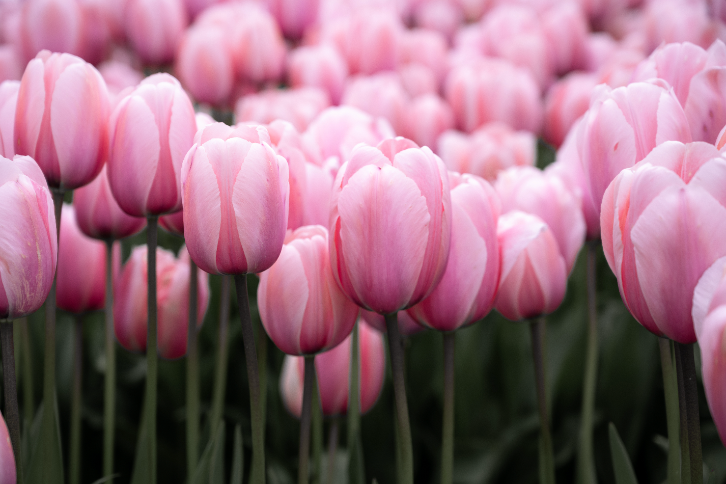 Tulip Fields