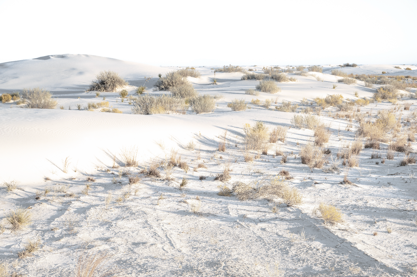 White Sands, Brush