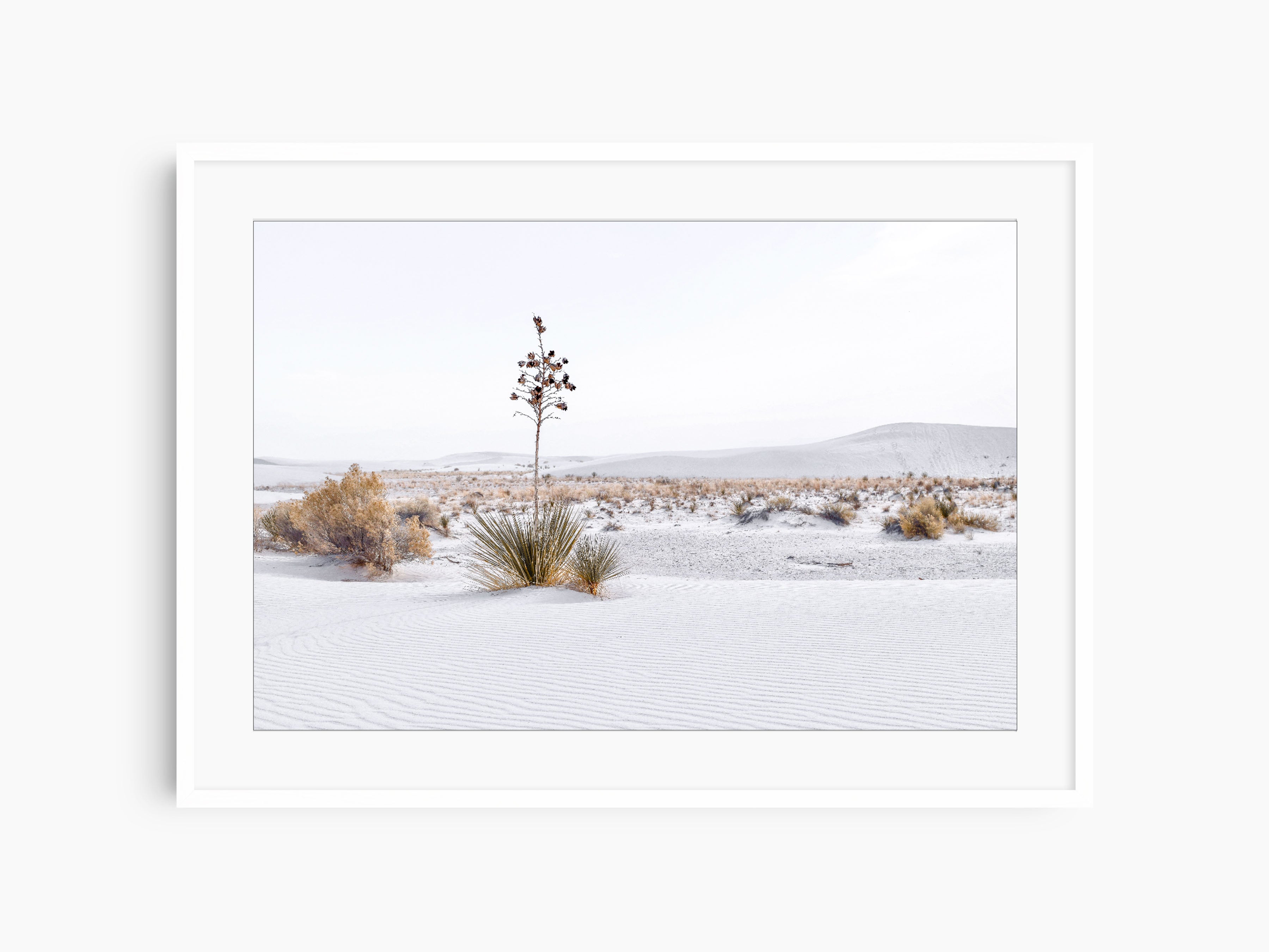 White Sands, Plants